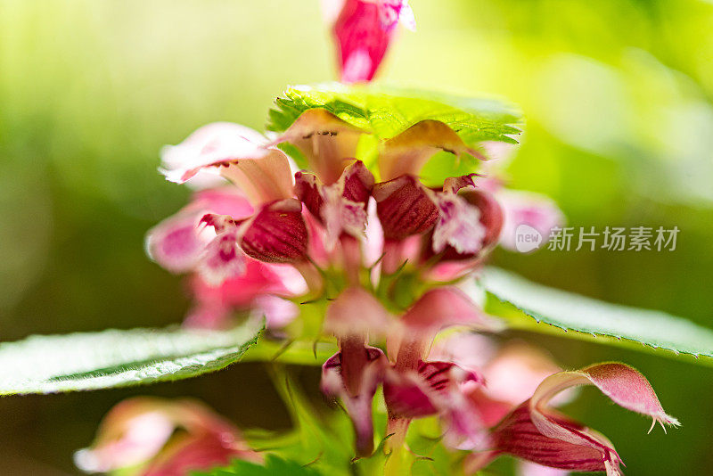 在春季森林中开花的粉红死刺(Lamium Orvala